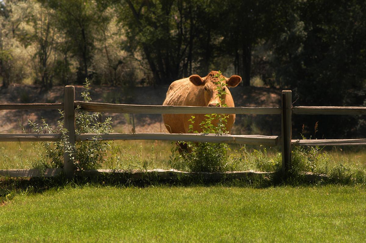 Willow Pond Bed And Breakfast Grand Junction Exteriör bild
